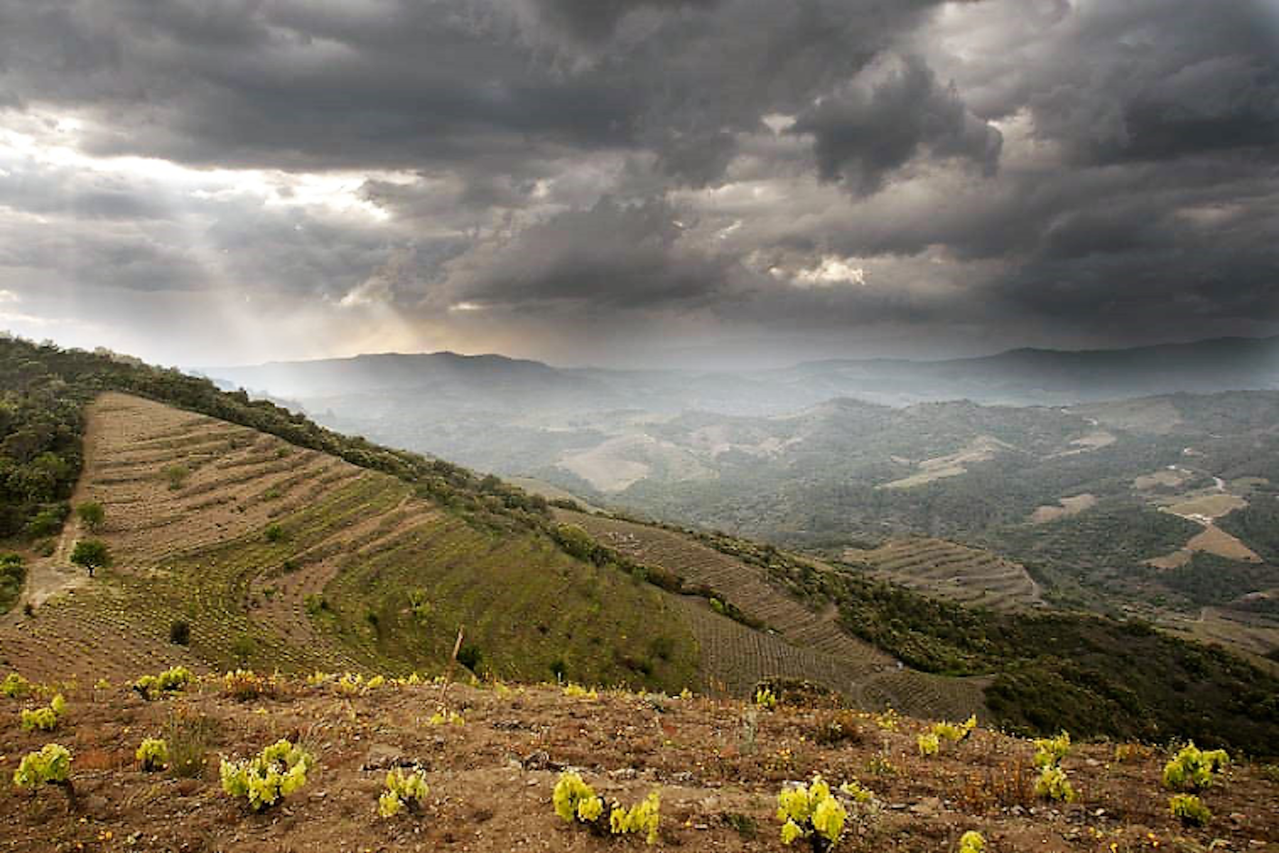 Nin-Ortiz, Priorat, Spanje