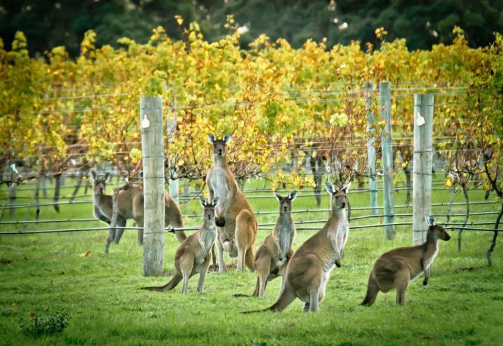 Zuid-Australië, Australië