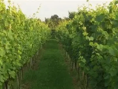 Wijndomein De Caybergh