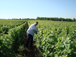 Domaine Dominique Pabiot, Pouilly-sûr-Loire, Frankrijk