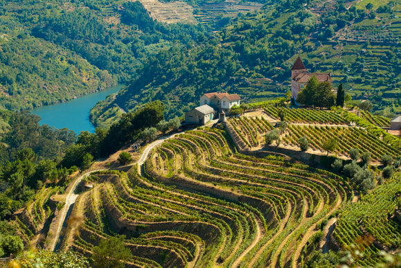 The Dare Wines Summer Sommelier Selection!