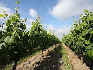 Domaine Drouet, Loire, Frankrijk