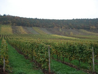 Weingut Reuter Dusemund, Brauneberg, Mosel, Duitsland