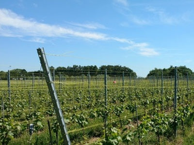 België